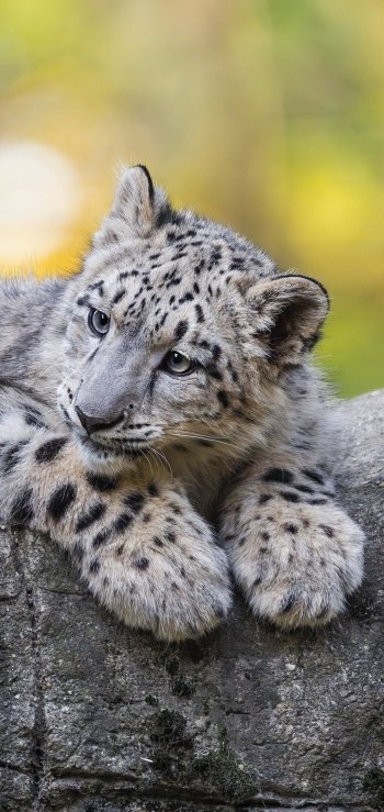 Animal snow leopard Phone Wallpaper