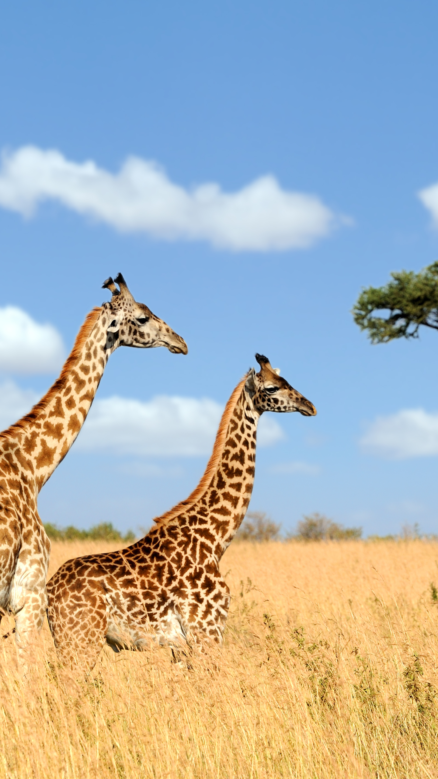 Giraffes in Masai Mara National Park by Byrdyak