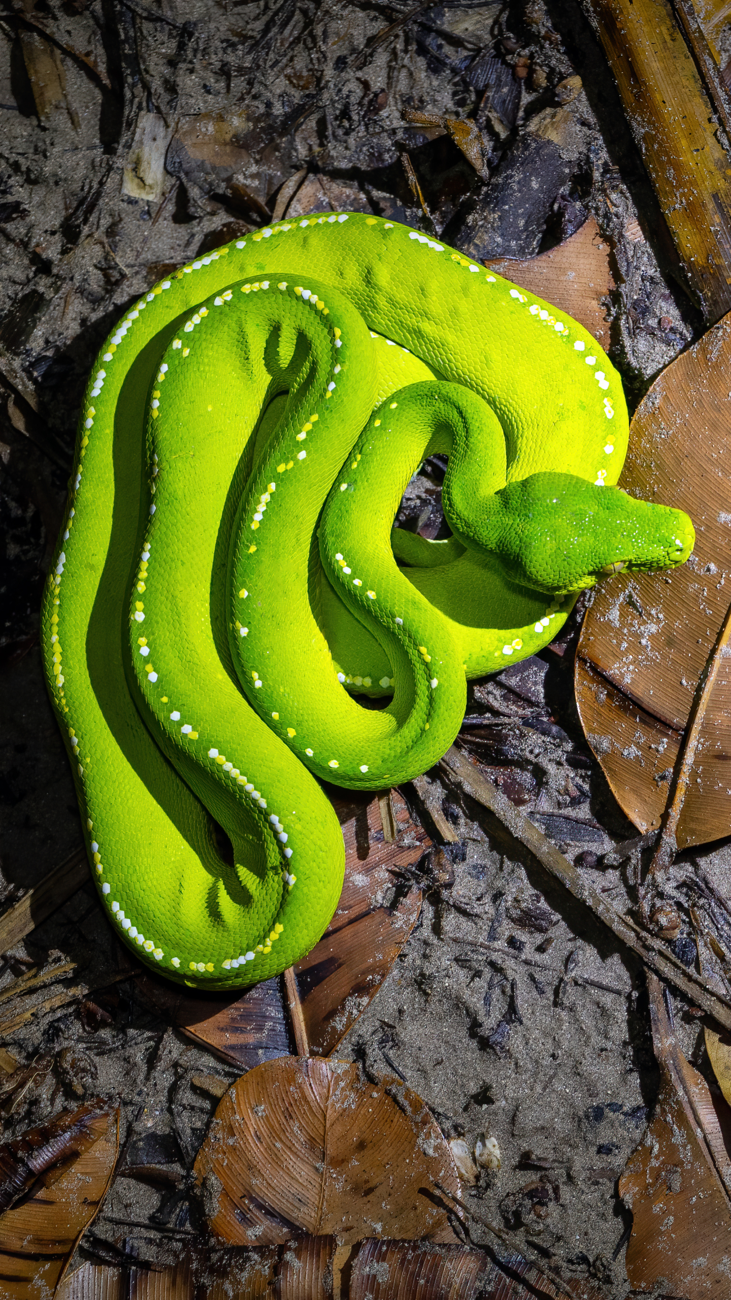 Green tree python (Morelia viridis ssp. shireenae) - Lockhart, Queensland, Australia by JJ Harrison