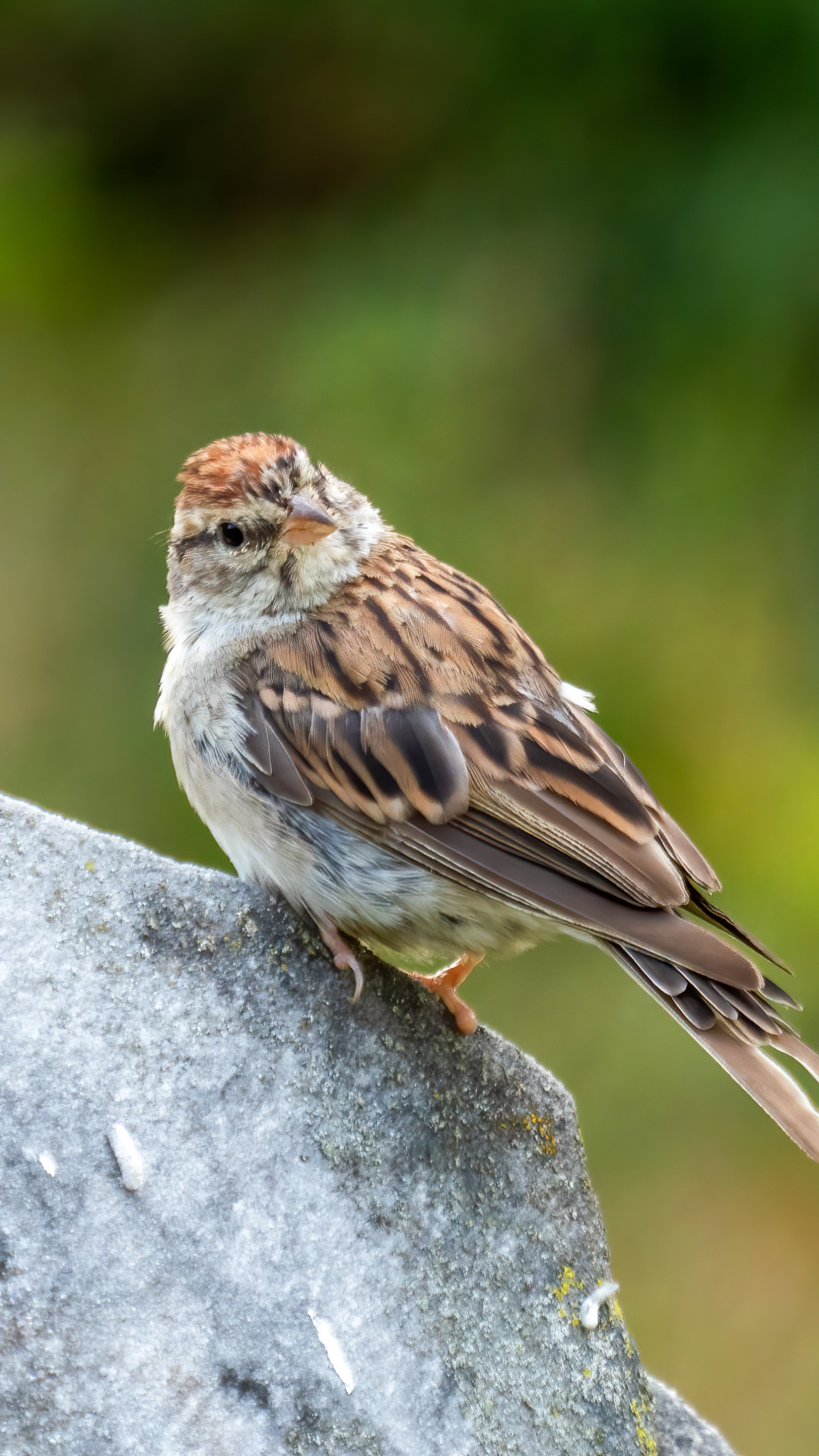 Chipping sparrow in Green-Wood Cemetery - Brooklyn, NY, USA by Rhododendrites
