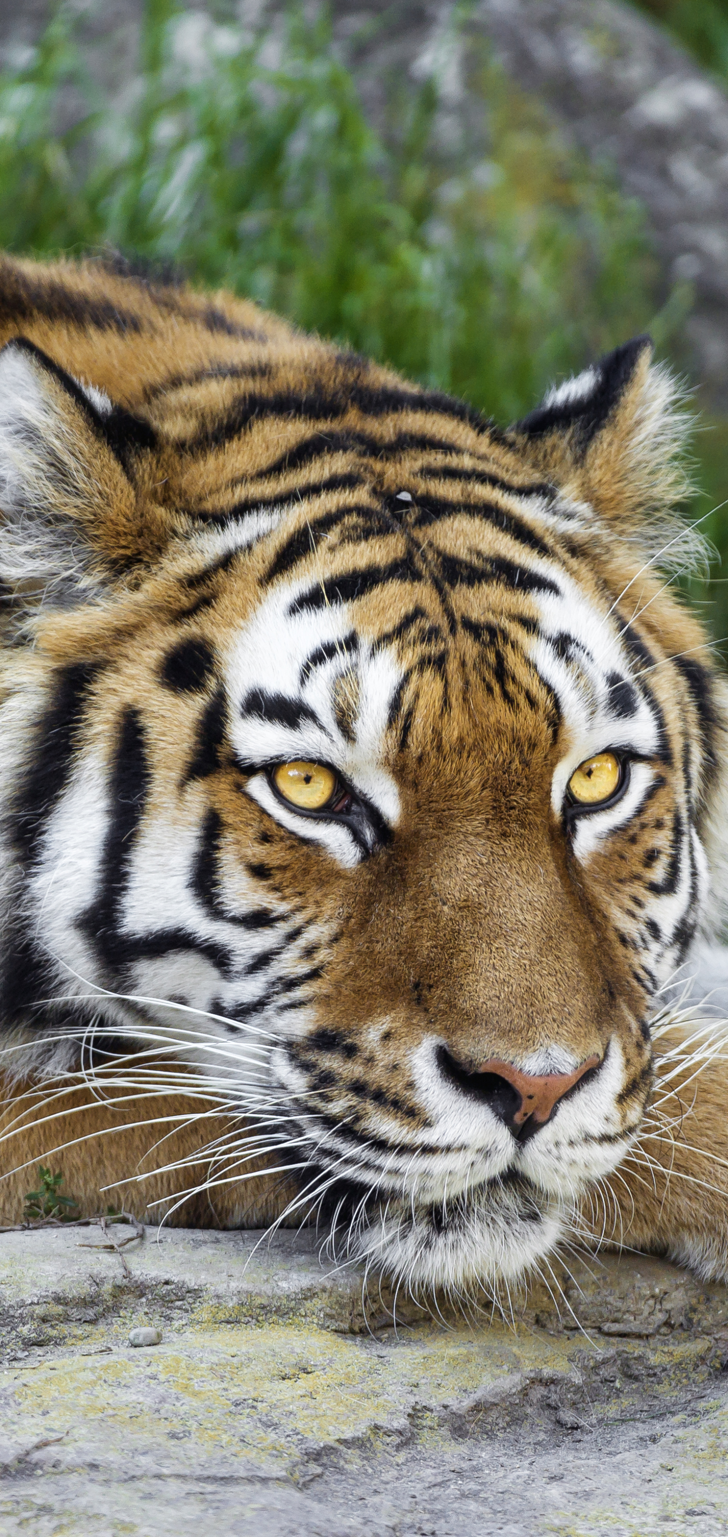 The Alpha Tiger iPhone Wallpaper  Tiger images, Tiger wallpaper, Wild  animal wallpaper