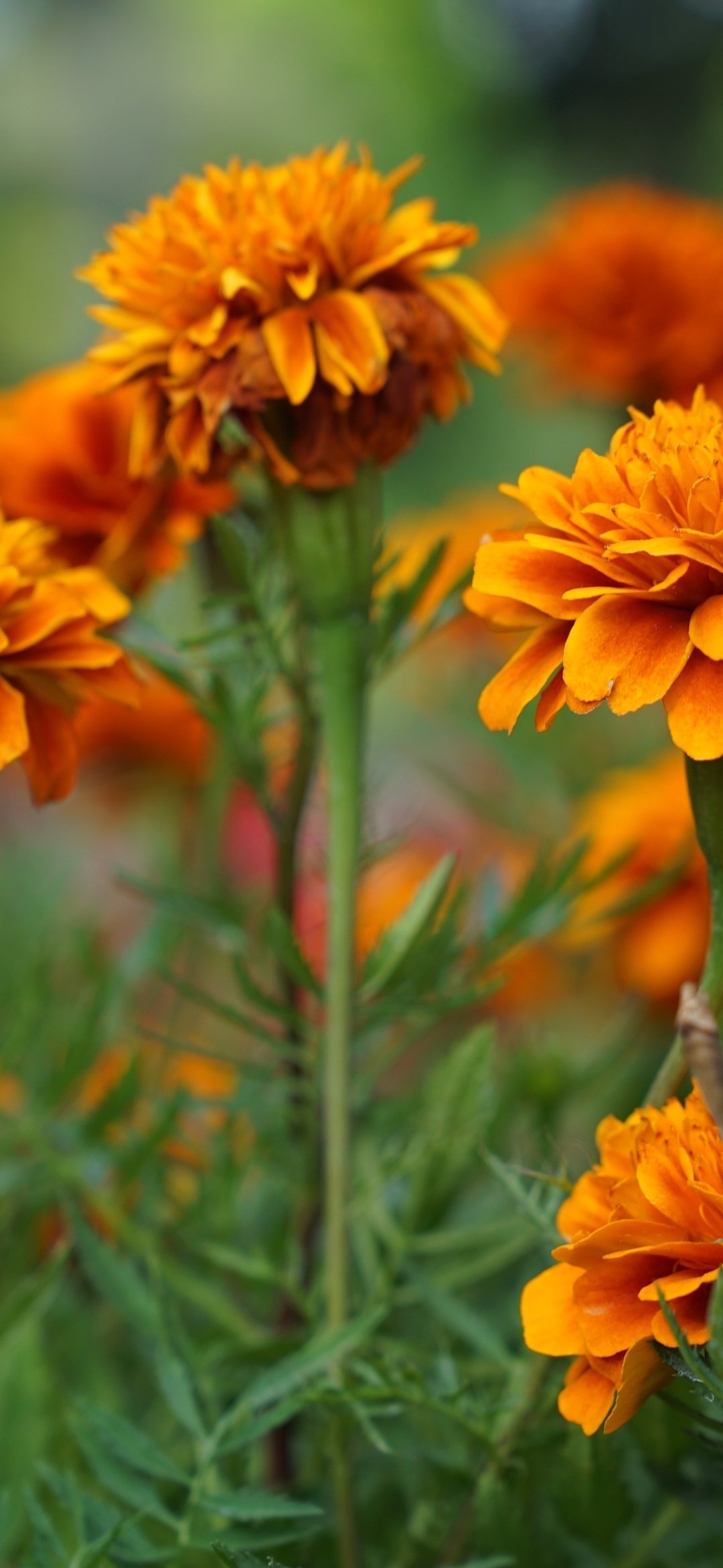 Marigold iPhone Wallpapers