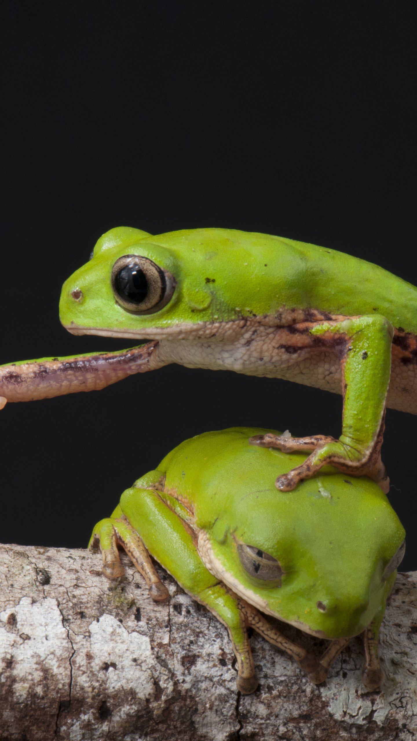 Download Animal Frog Phone Wallpaper