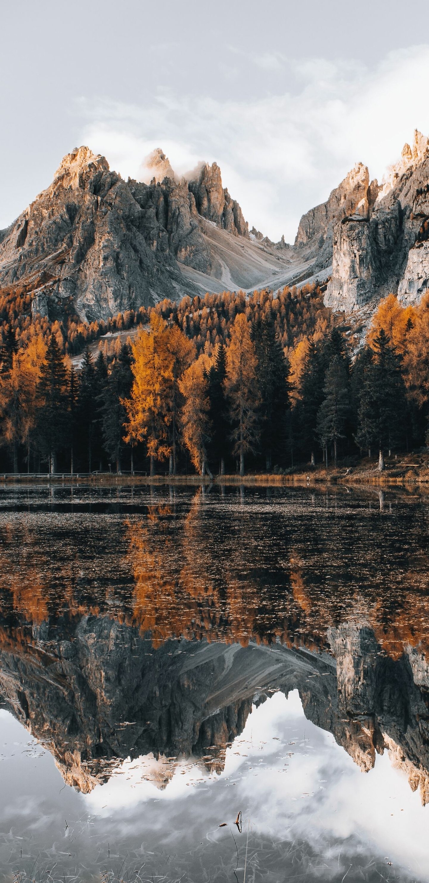 Download Nature Phone Wallpaper