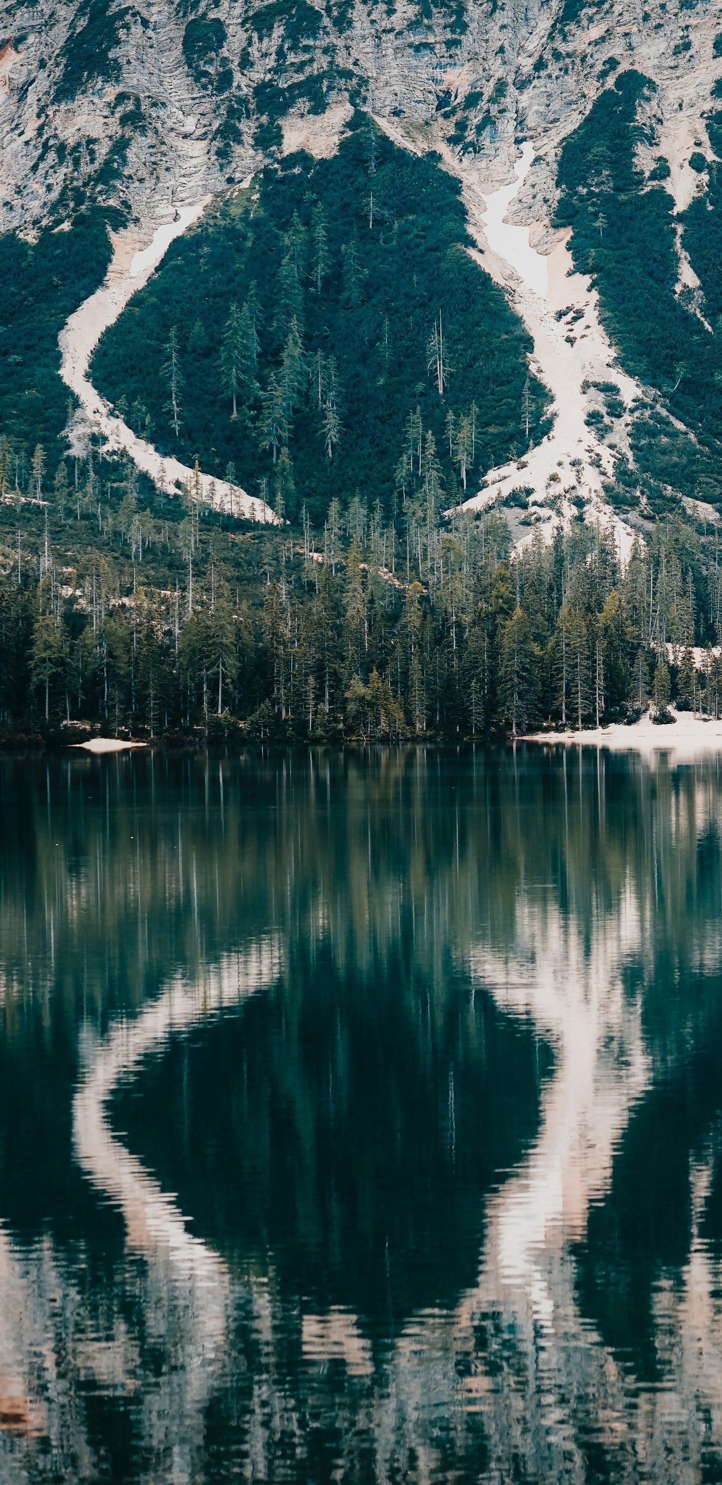 Download Nature Phone Wallpaper