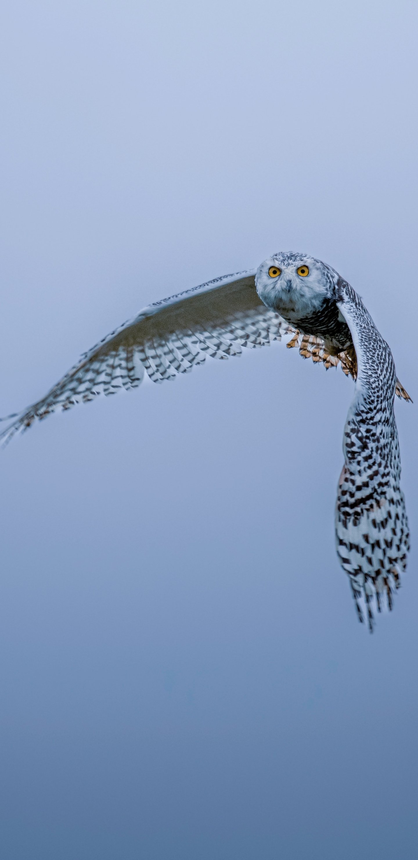 Download Animal Snowy Owl Phone Wallpaper