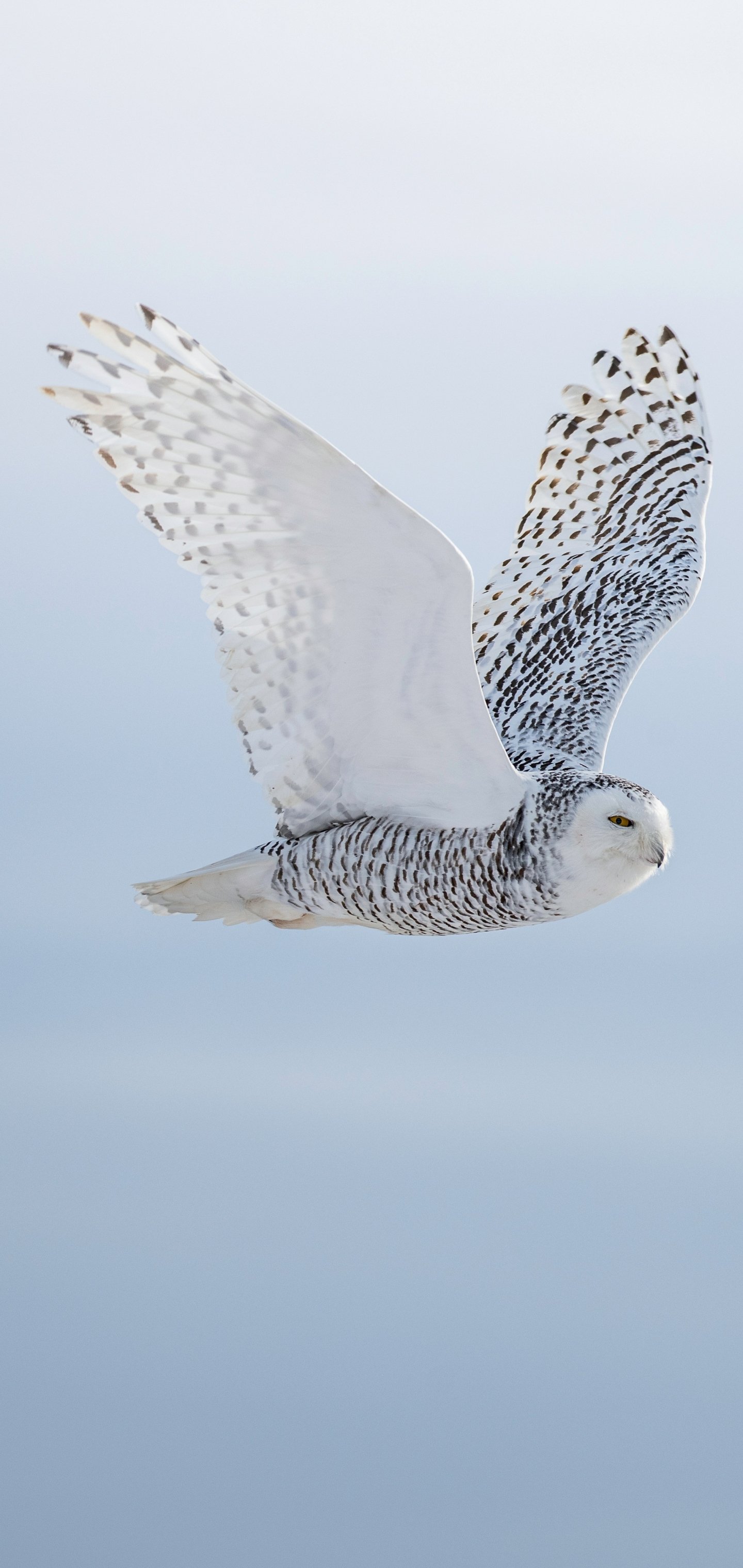 Download Animal Snowy Owl Phone Wallpaper