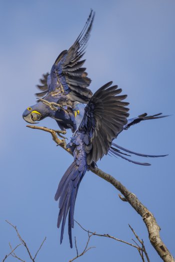 Animal hyacinth macaw Phone Wallpaper