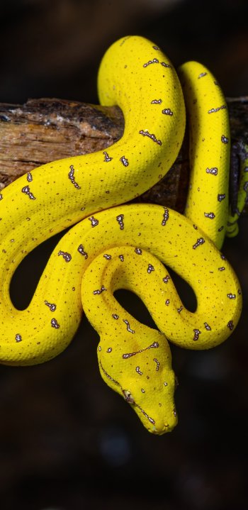  Juvenile green tree python (Morelia viridis ssp. shireenae) - Lockhart, Queensland, Australia by JJ Harrison