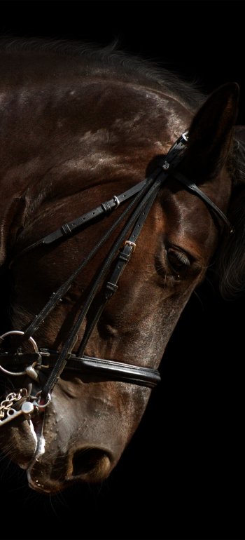 Phone wallpaper: close-up animal portrait of a bridled horse against a black background, warm highlights on its coat and a calm, downward gaze.