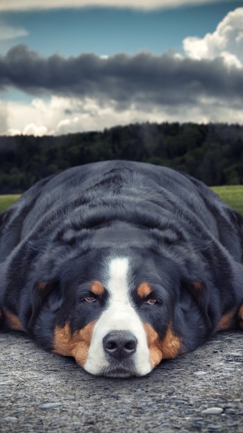  Sennenhund Relaxing by John Wilhelm