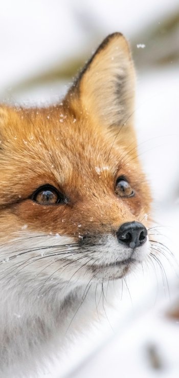 Animal fox Phone Wallpaper