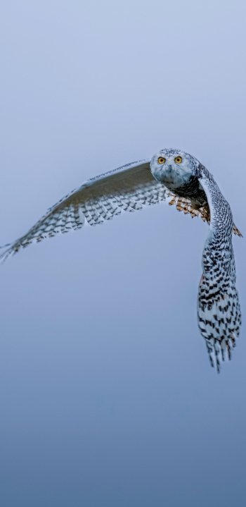 Animal snowy owl Phone Wallpaper