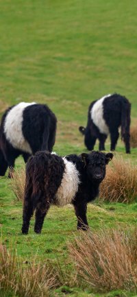 Highland cow moo HD phone wallpaper  Peakpx