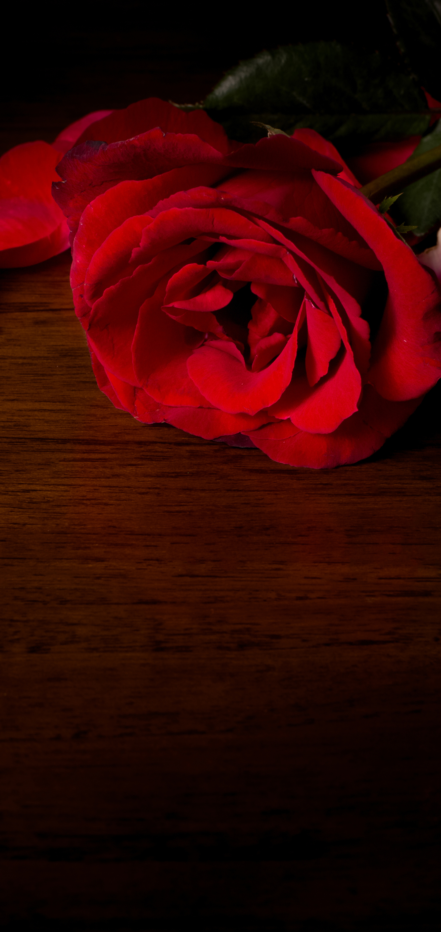 Red Rose and Rose Petals