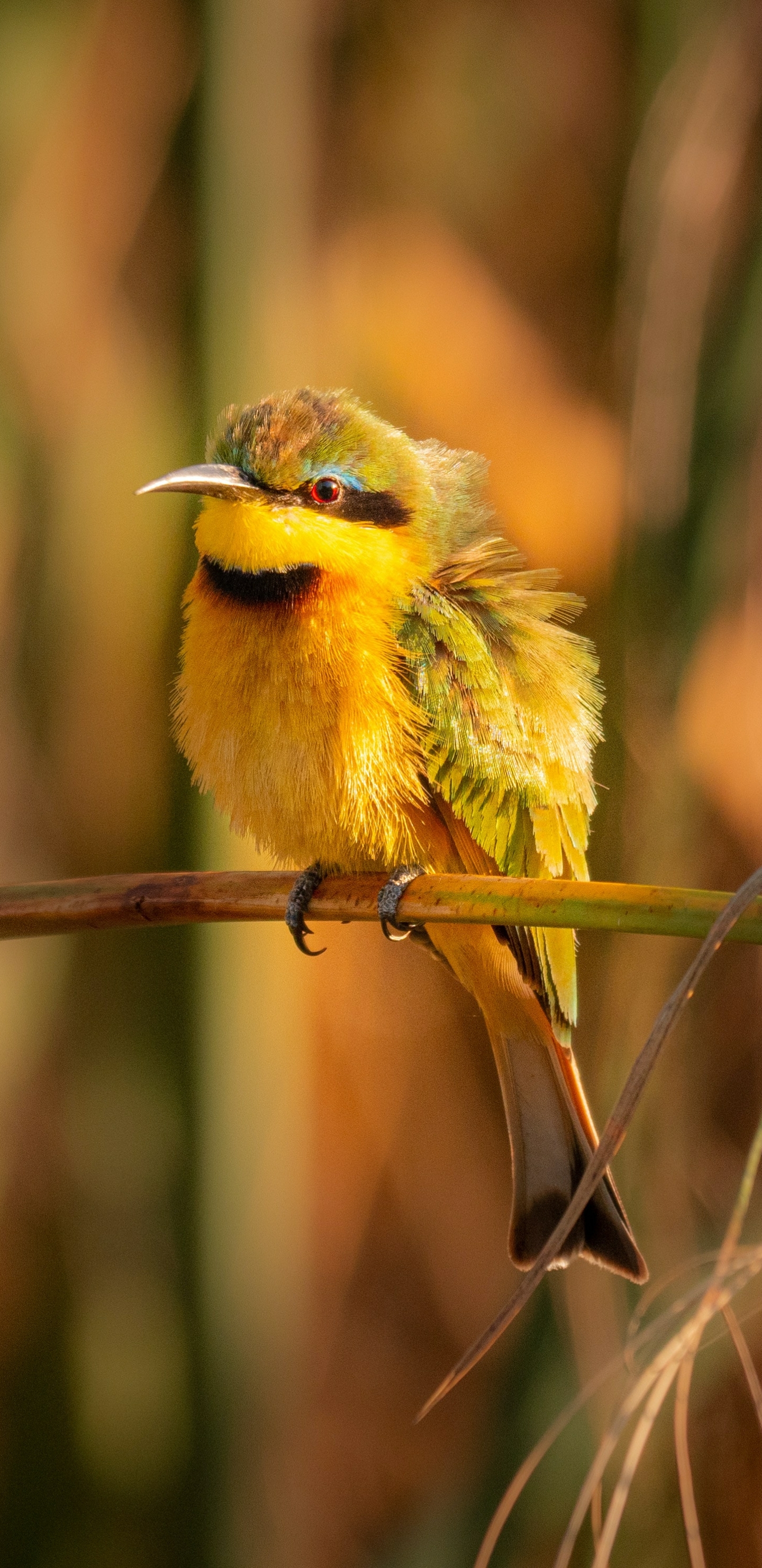 Bee-eater Phone Wallpaper by Chris Stenger