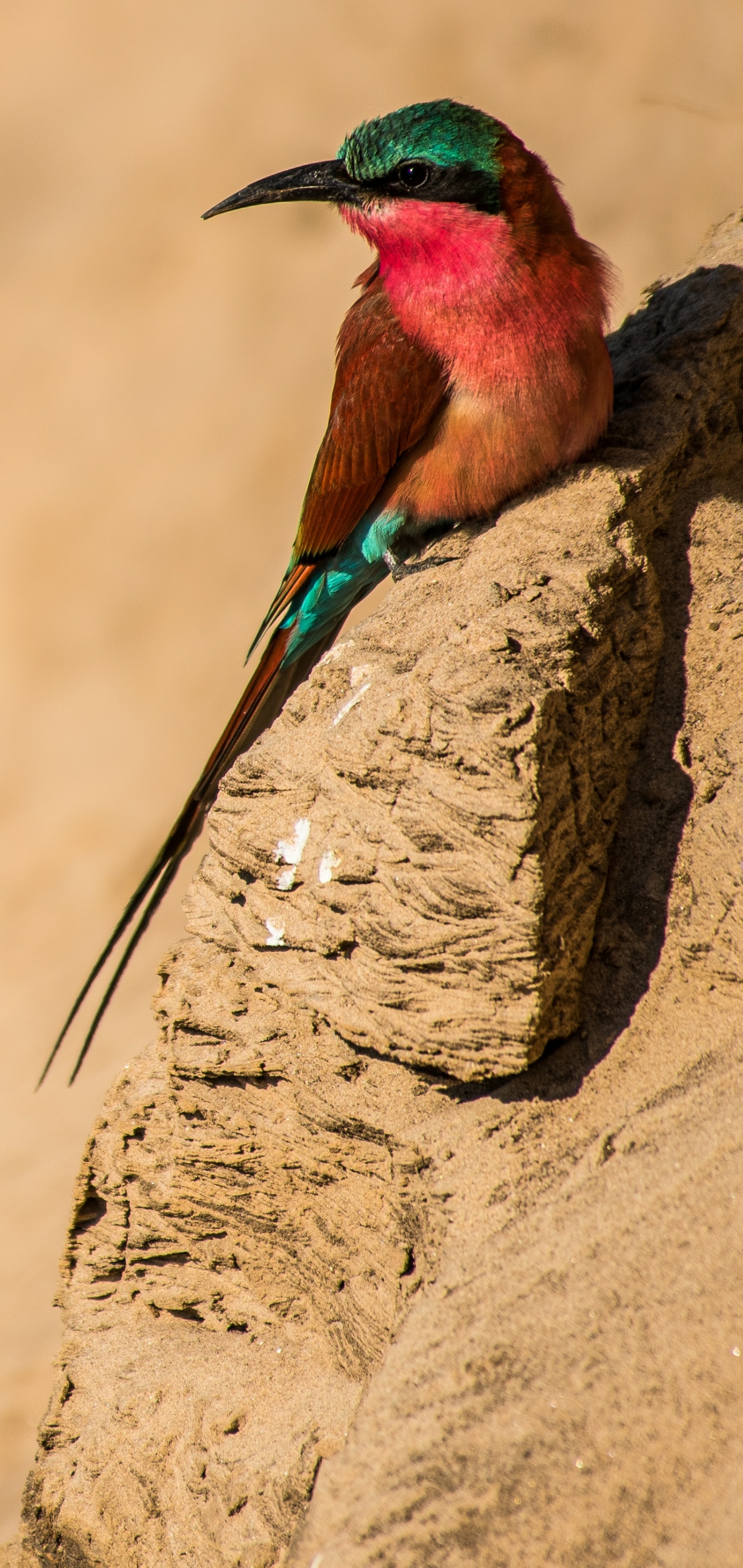 Bee-eater Phone Wallpaper by Birger Strahl