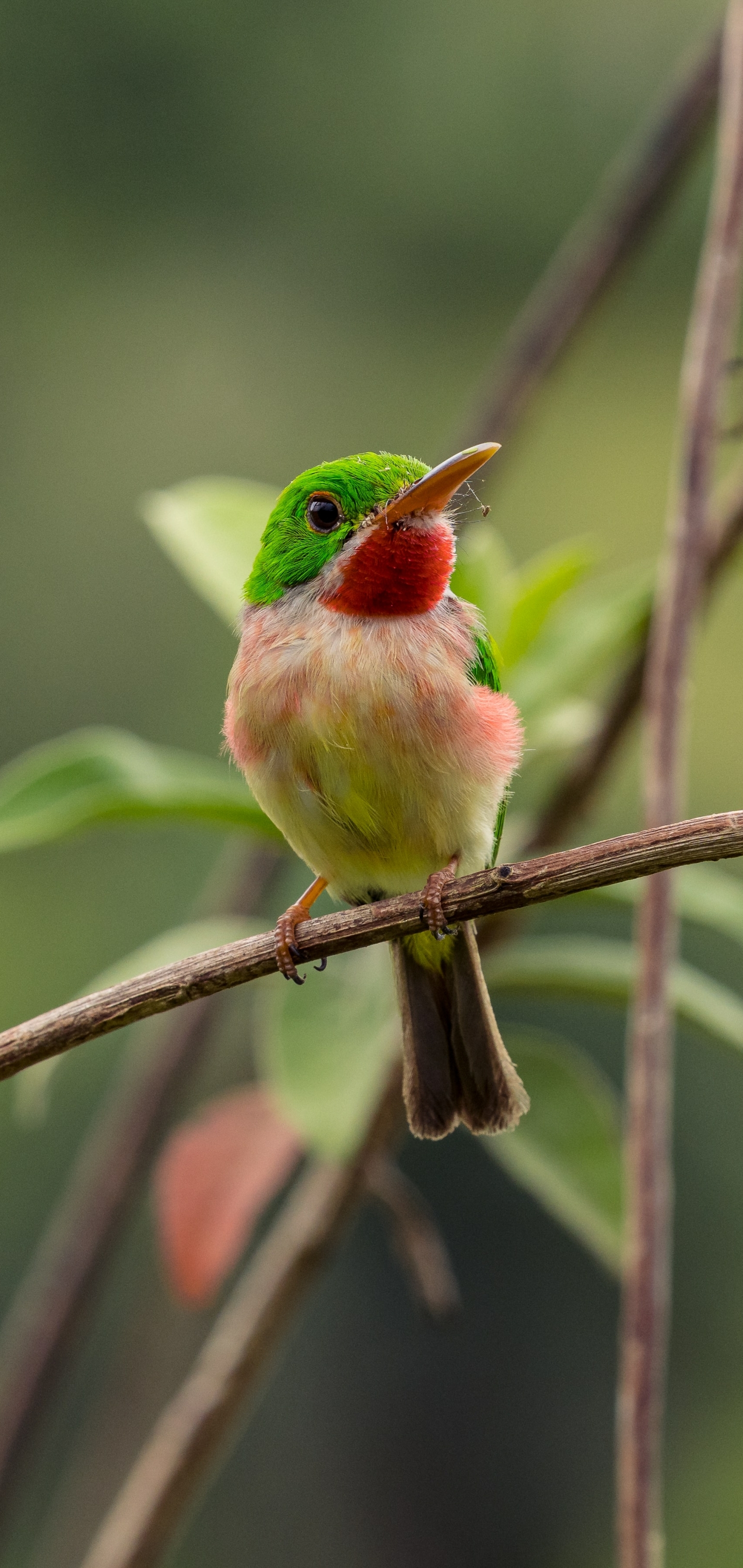 Download Bird wallpaper  Birds For Mobile Phone