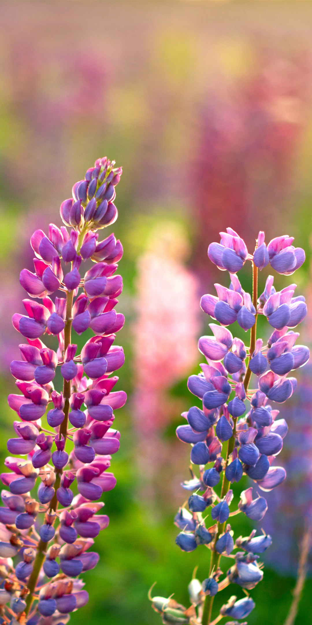 Wild lupines in bloom