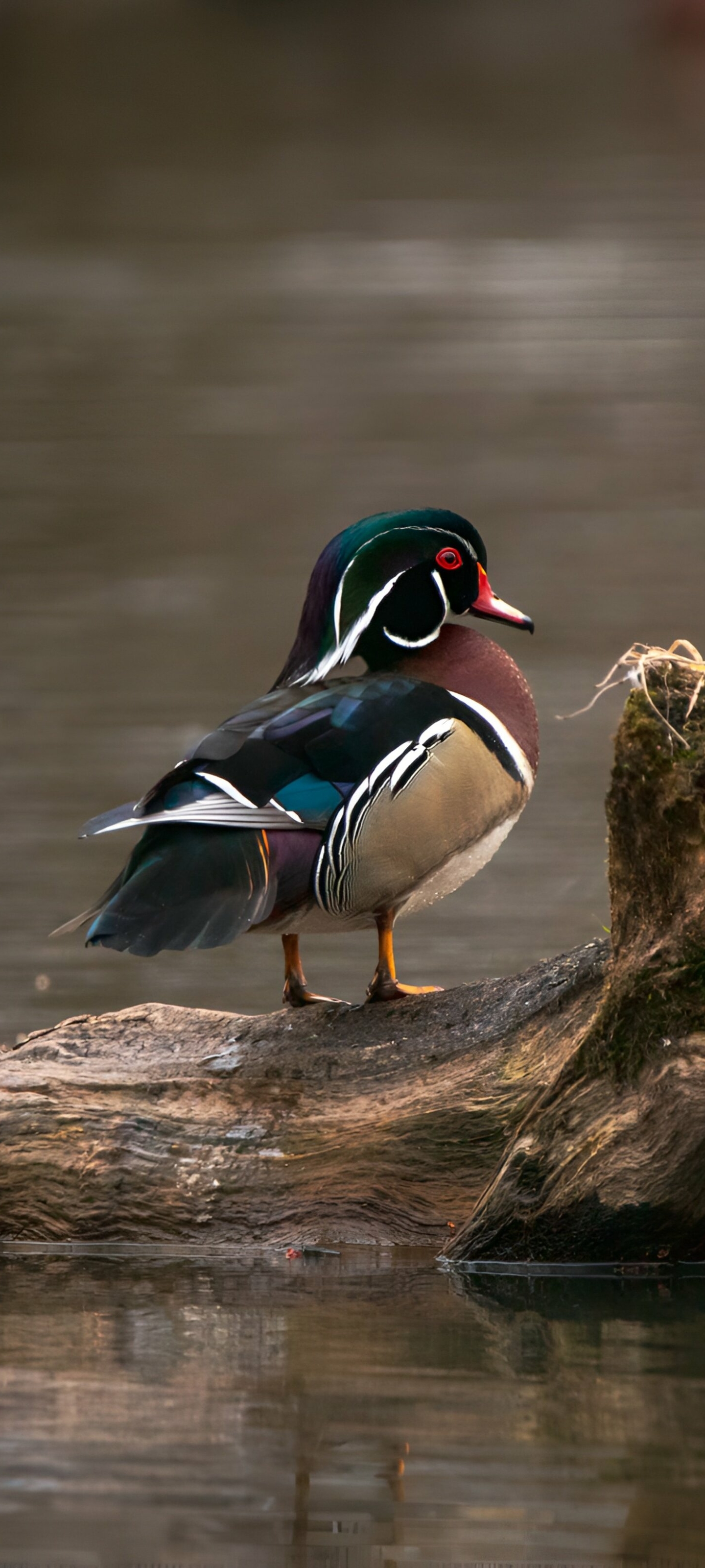 Wood Duck Phone Wallpaper by simardfrancois