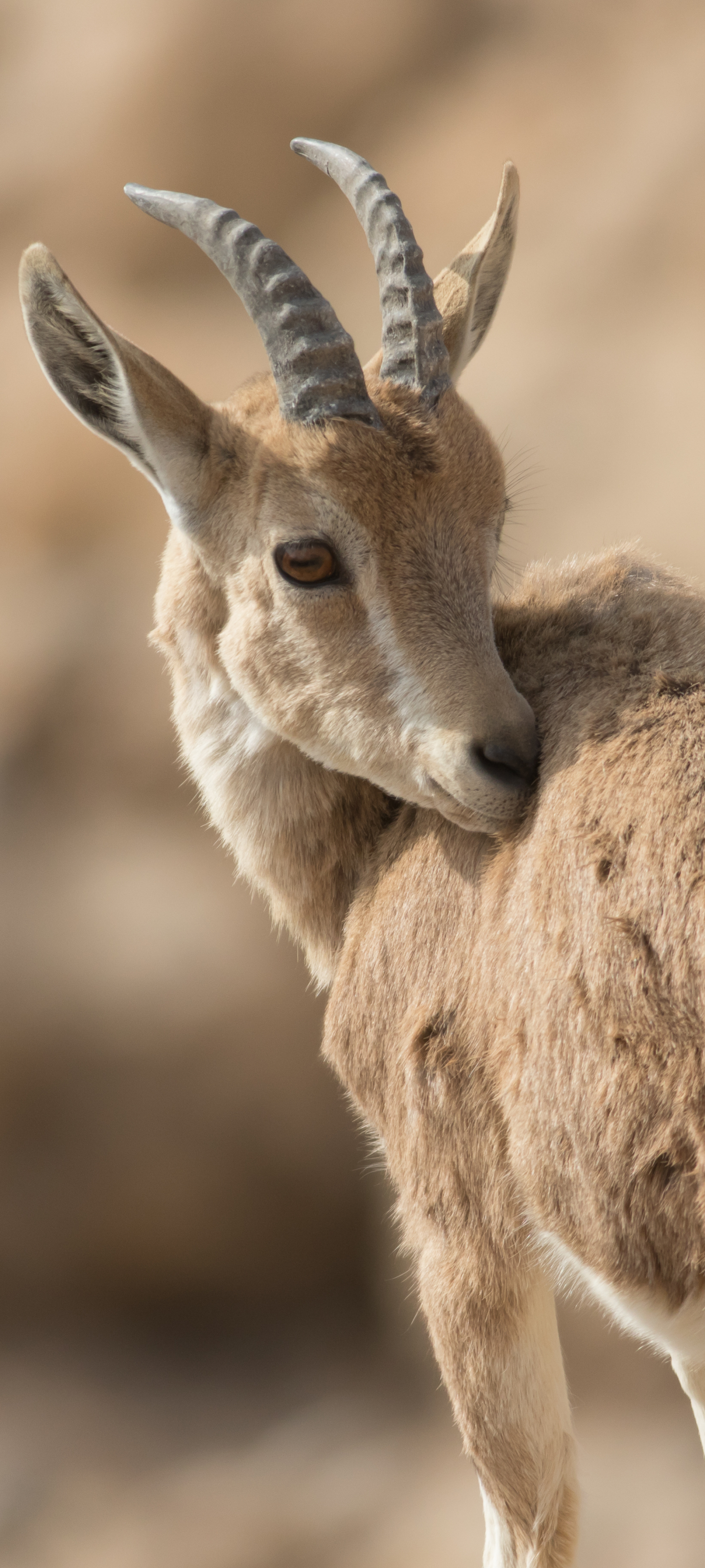 Nubian Ibex Phone Wallpaper by Minozig
