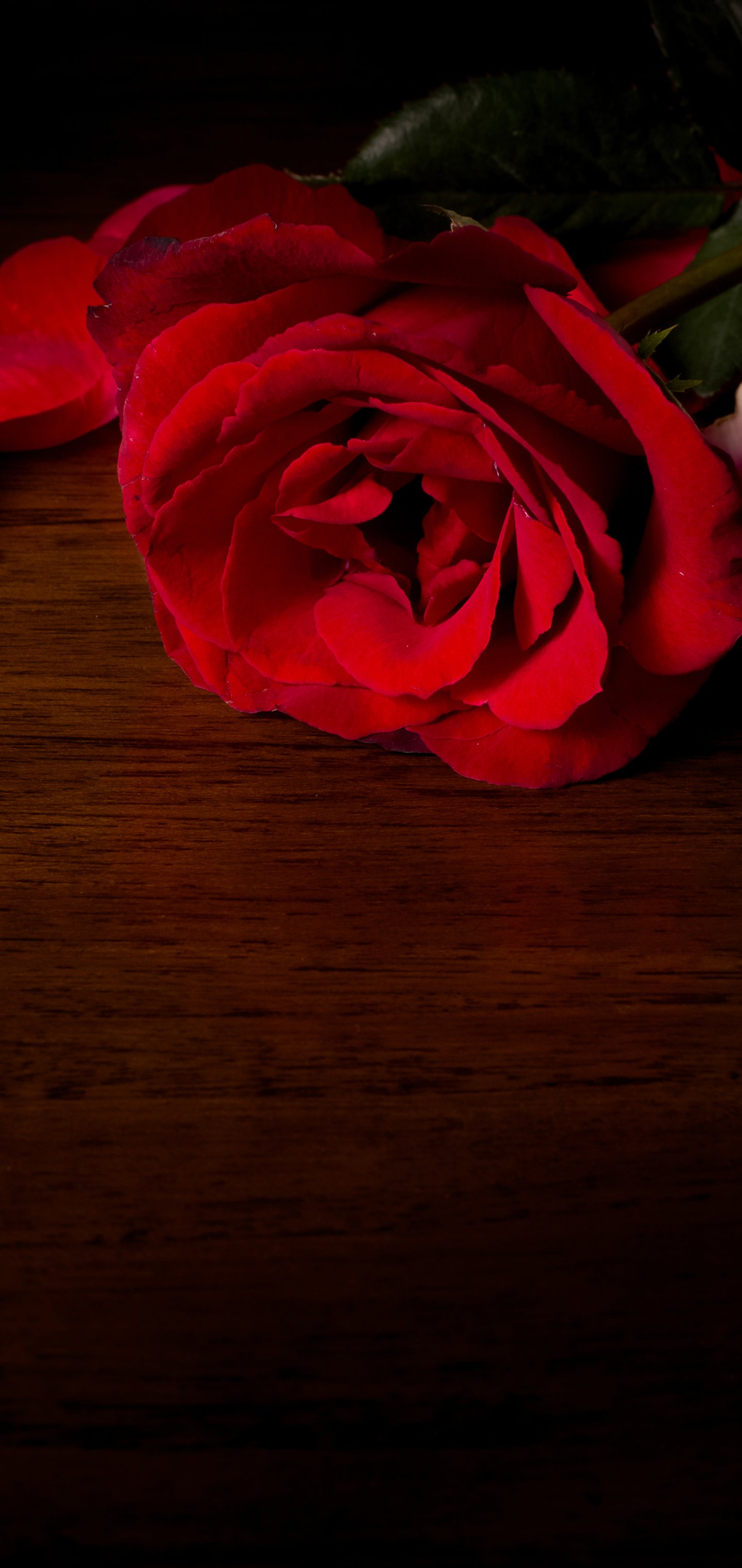 Download Nature Rose Phone Wallpaper