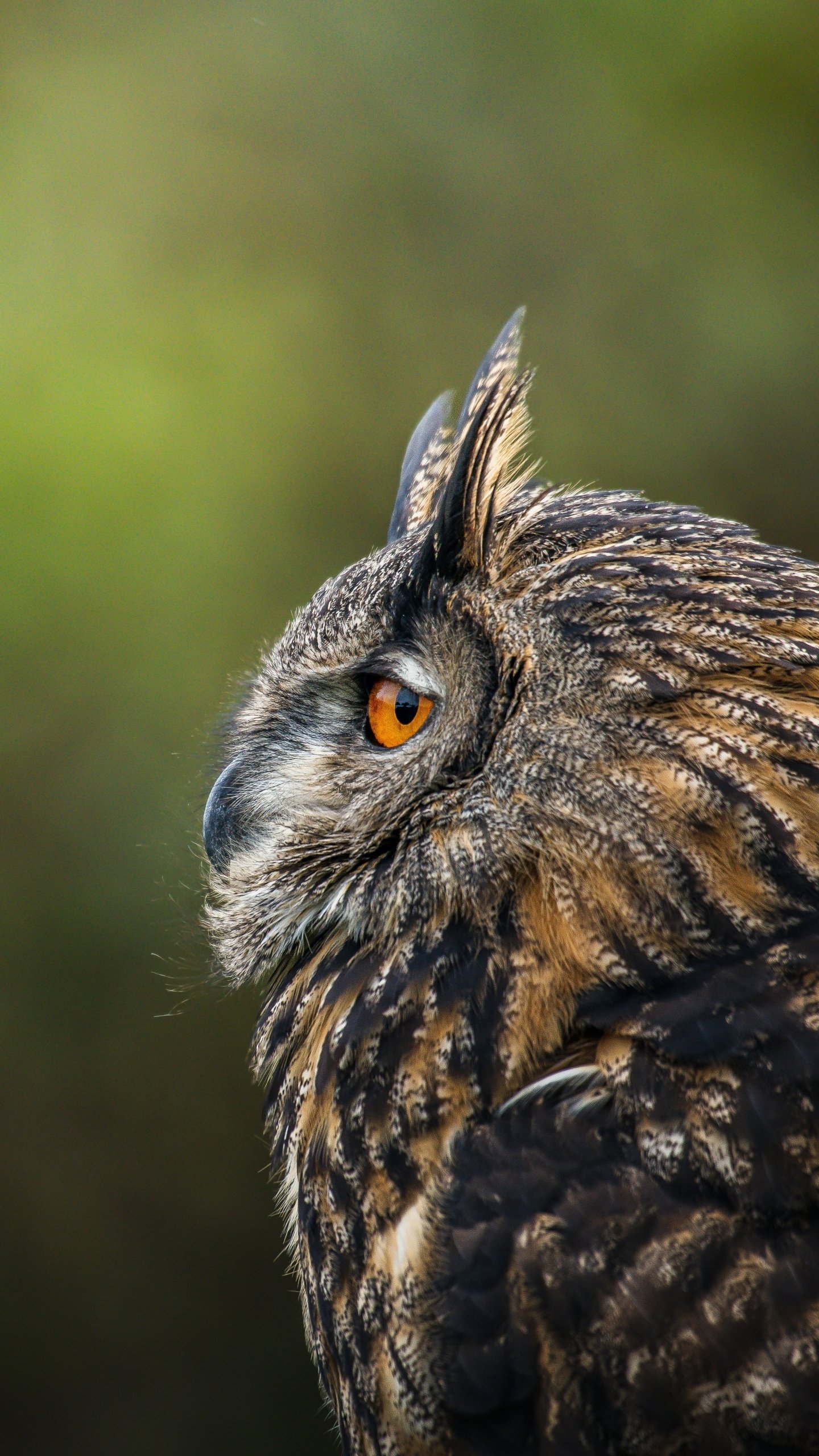 Download Animal Owl Phone Wallpaper