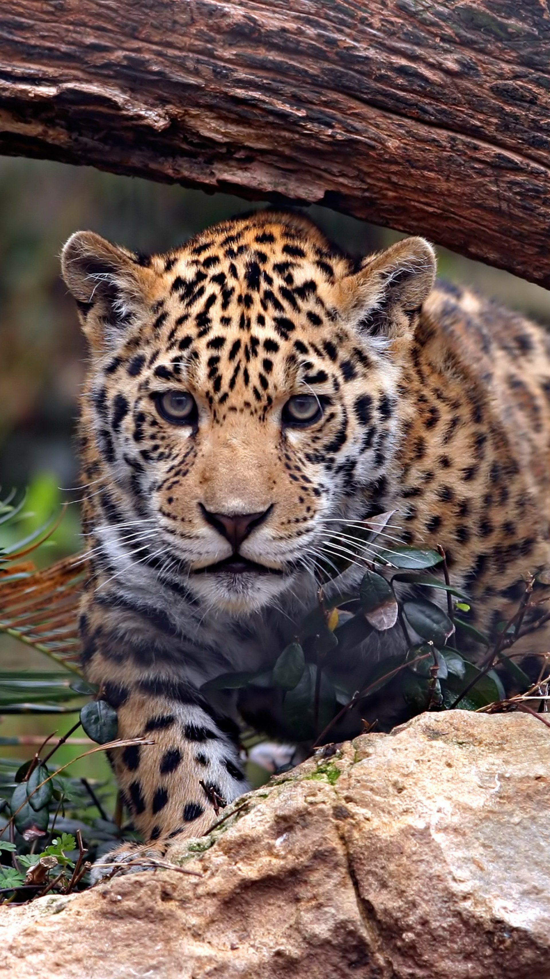 Download Animal Jaguar Phone Wallpaper