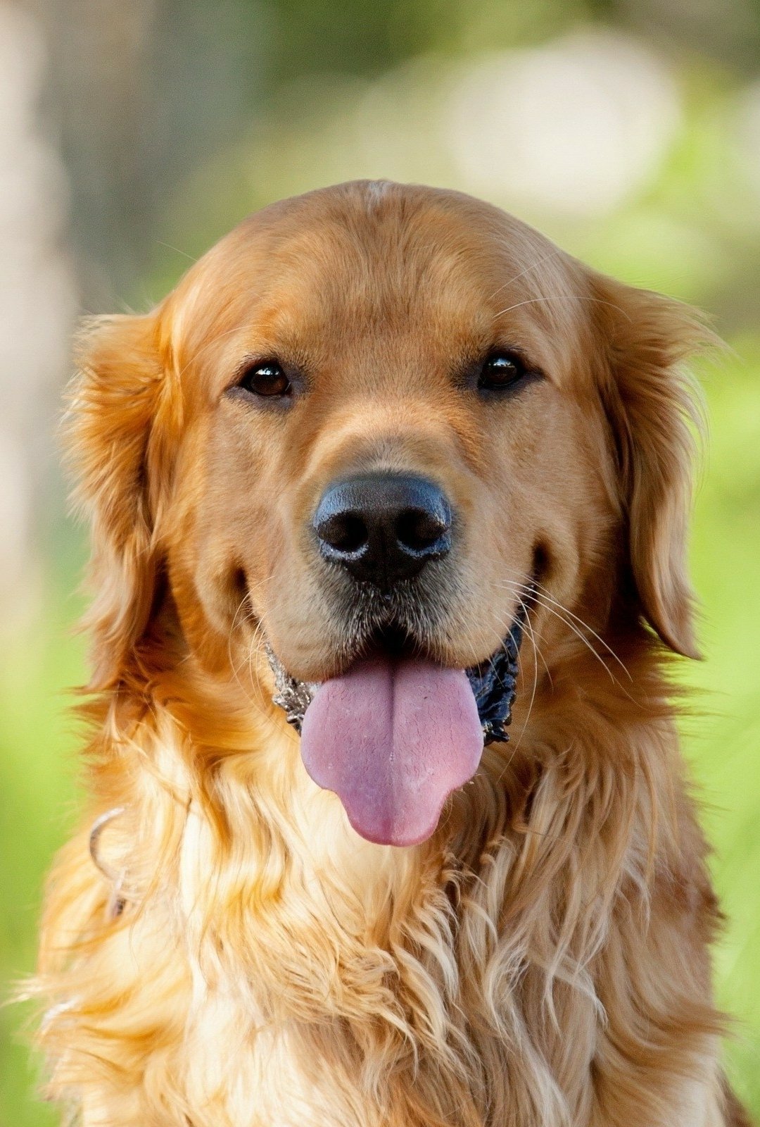Close-up of a happy golden retriever with tongue out, captured in natural light, designed as a vibrant phone wallpaper for iPhones and Android devices.