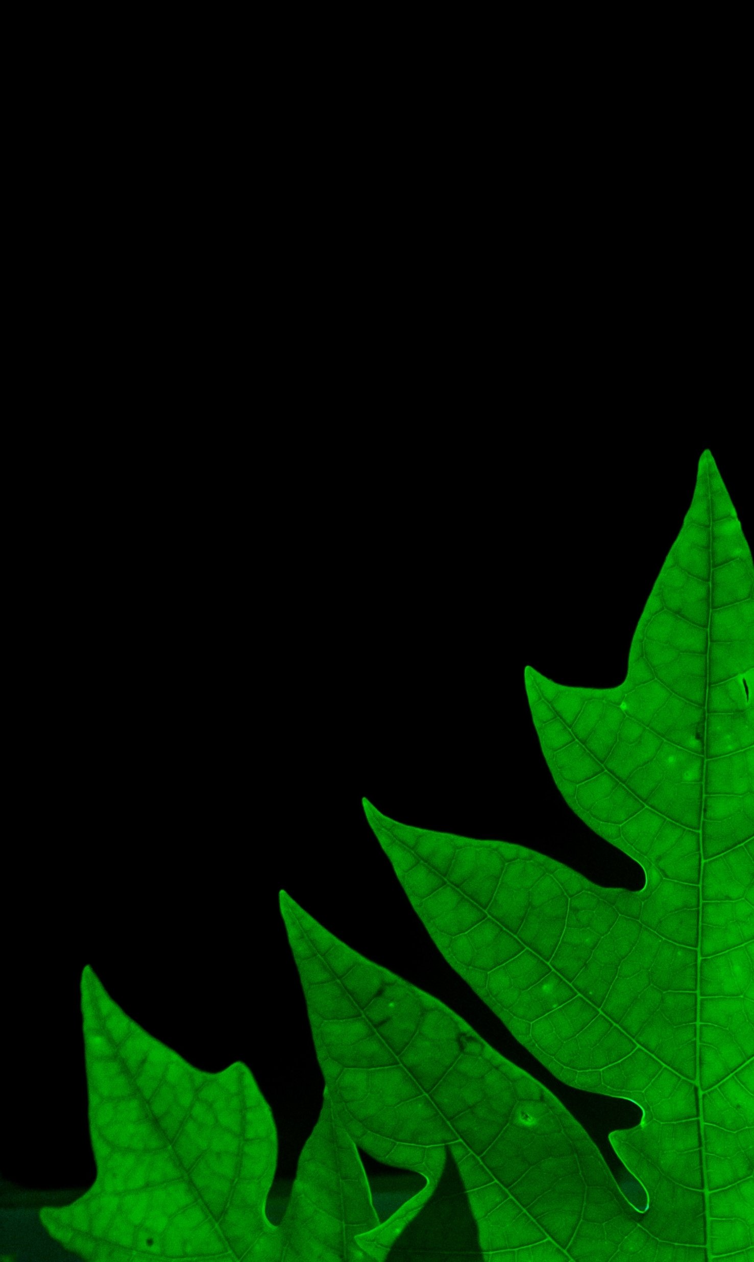 Leaf green Amoled by AnxiousGoose