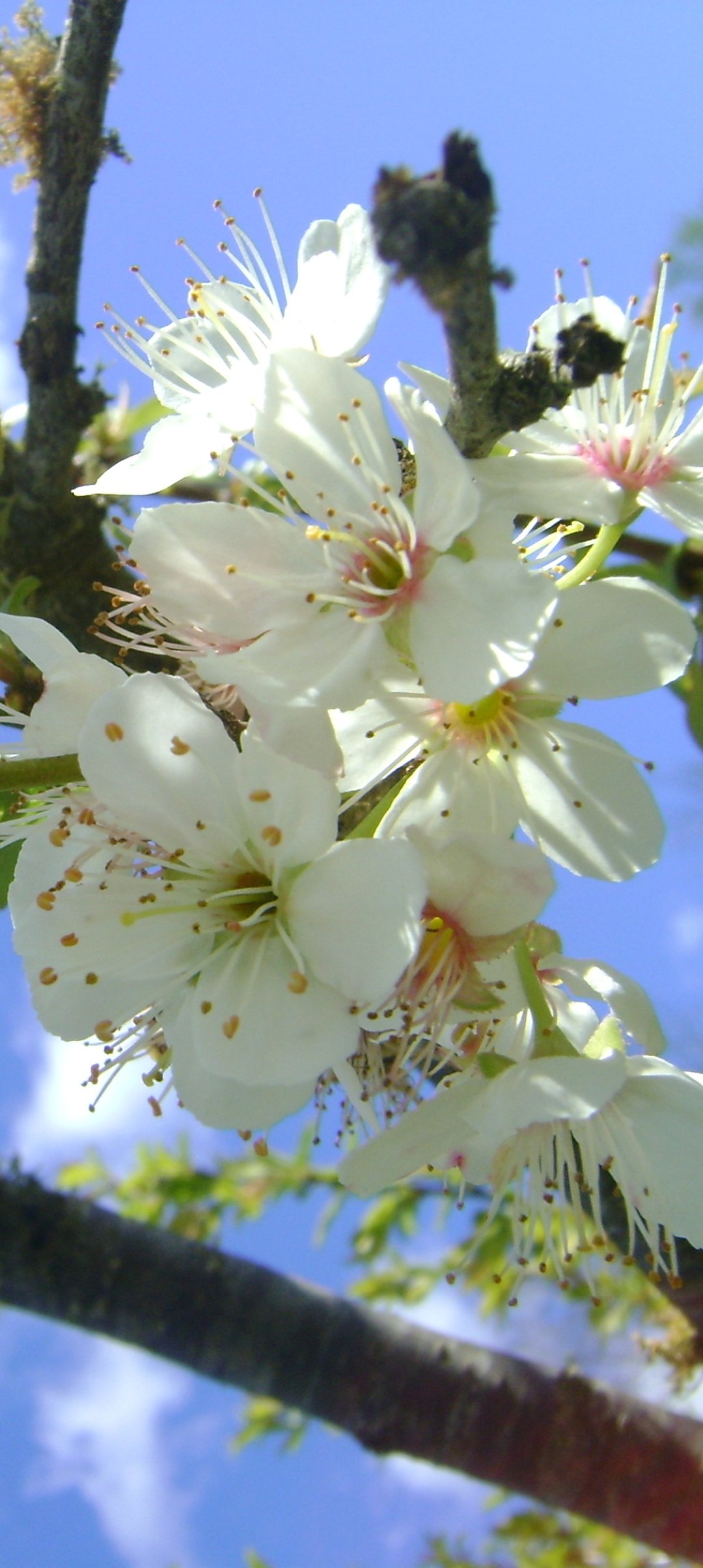 Phone wallpaper of nature blossom — close-up white spring flowers on a sunlit branch against a clear blue sky, optimized for iPhone and Android.