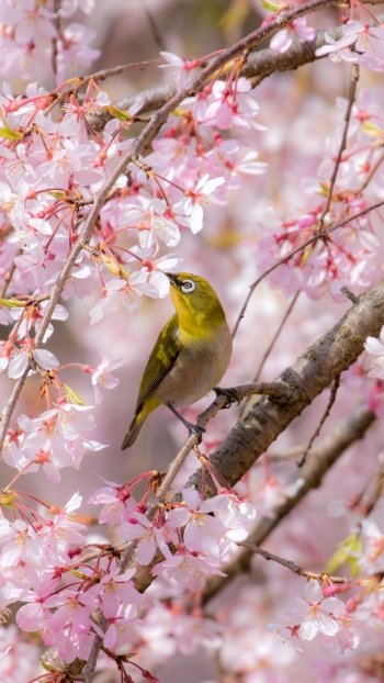 Phone wallpaper showing a Japanese white-eye perched on a branch amid pink cherry blossoms.