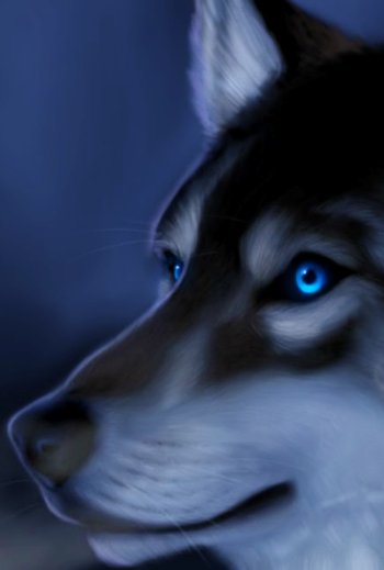 Animal wolf Phone Wallpaper