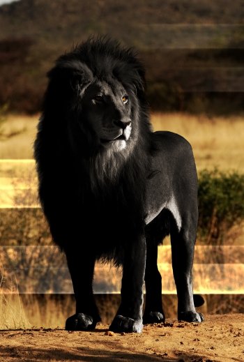  Black Lion