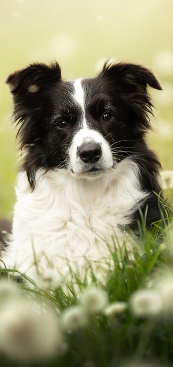 Animal border collie Phone Wallpaper