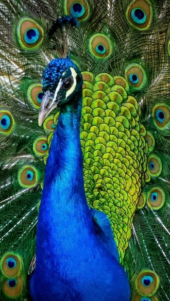 Animal peacock Phone Wallpaper