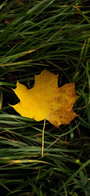 nature leaf Phone Wallpaper