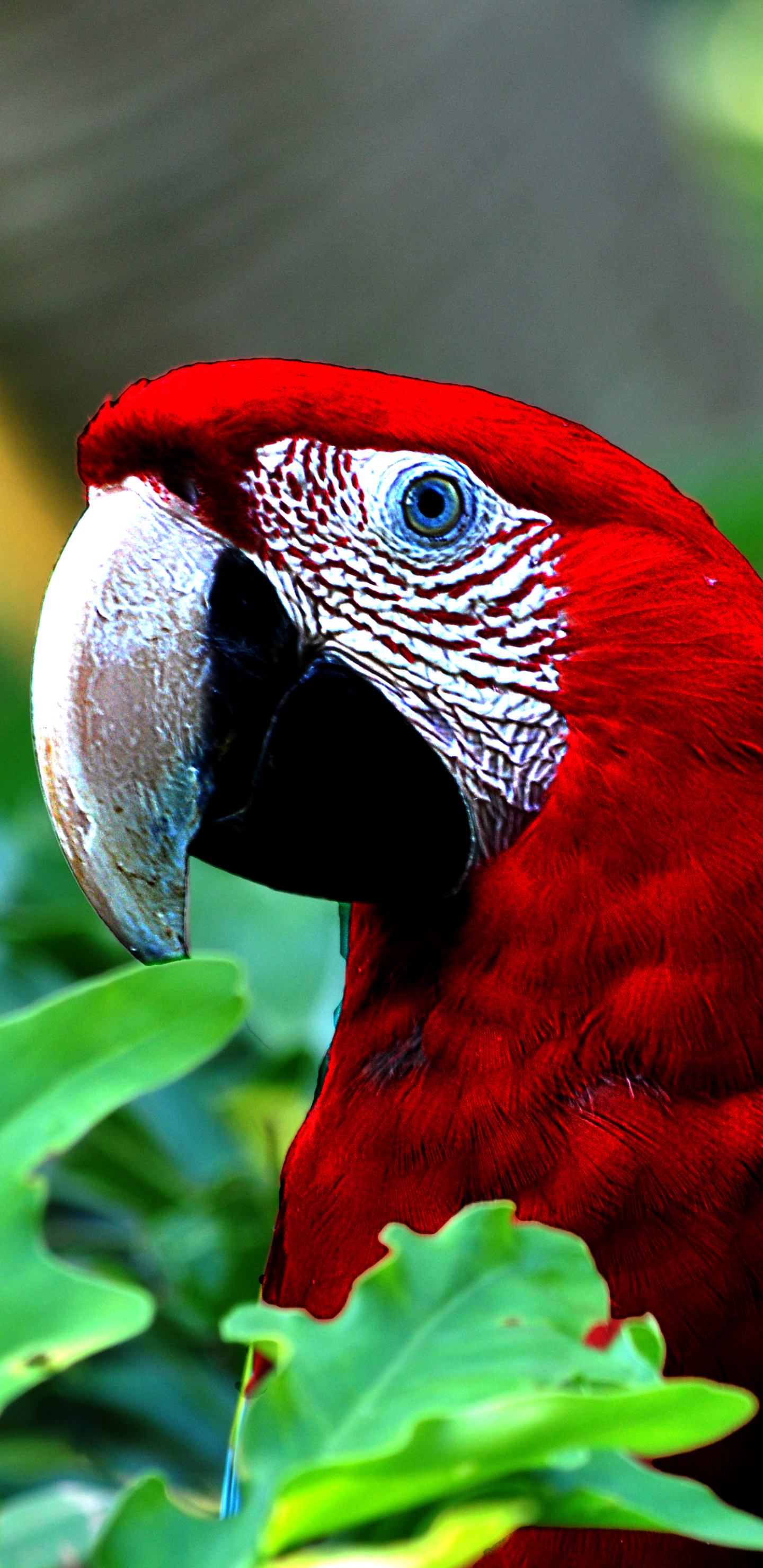 Red-and-green Macaw Phone Wallpaper