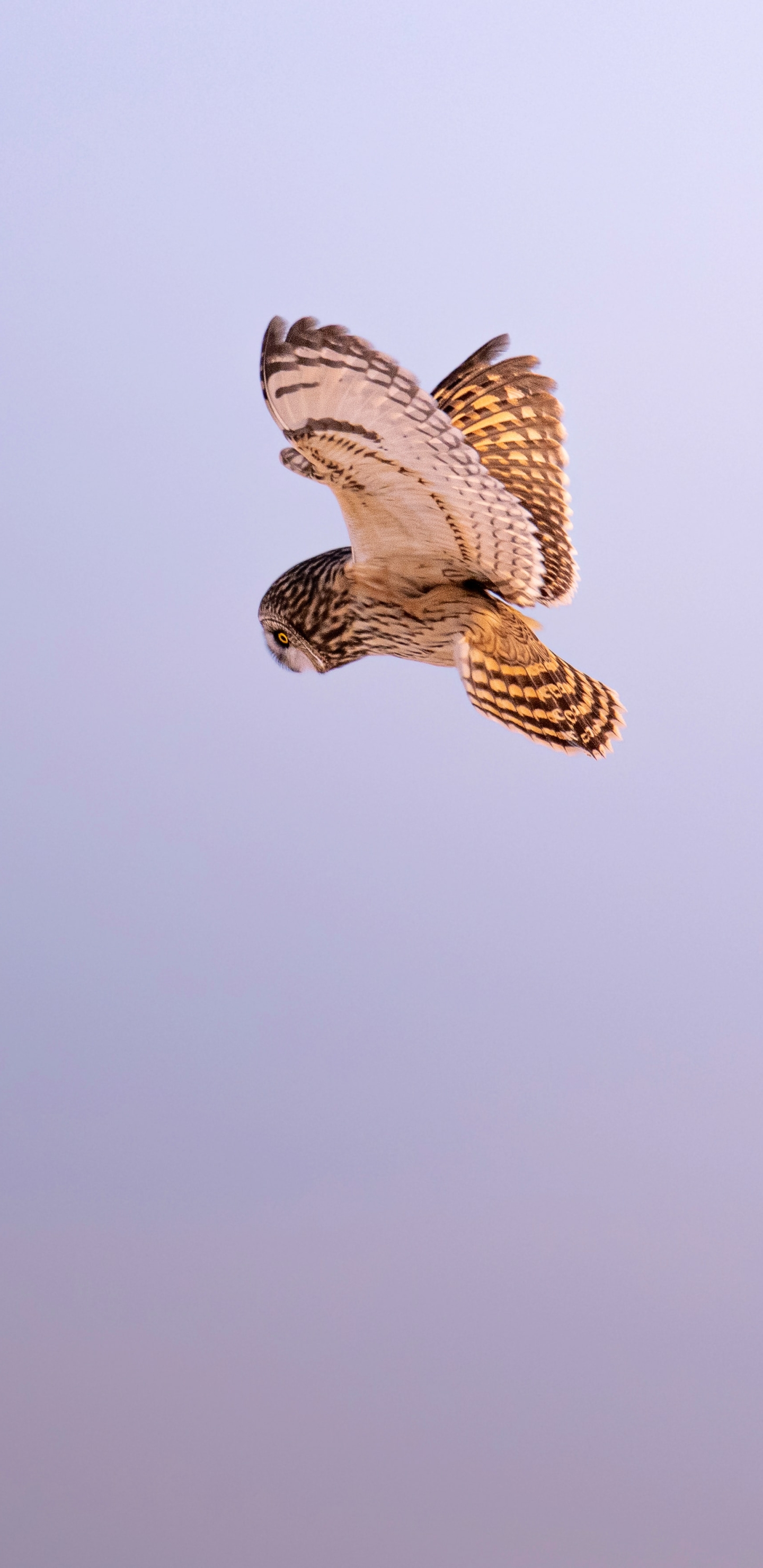 Short-eared owl (Asio flammeus) by Jeremy Hynes