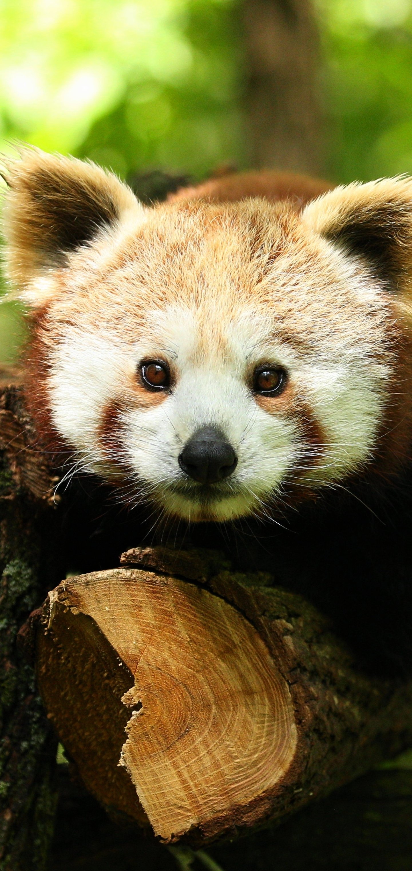 Download Animal Red Panda Phone Wallpaper