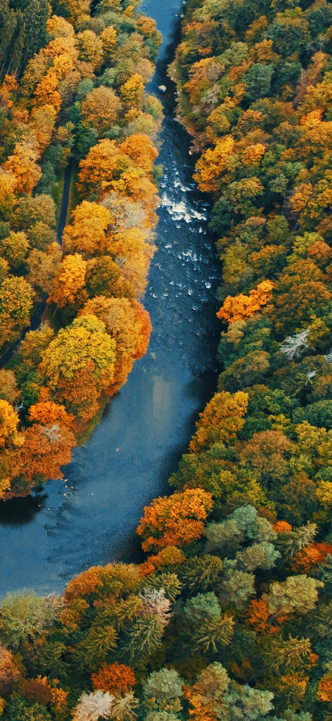 Download Nature Forest Phone Wallpaper