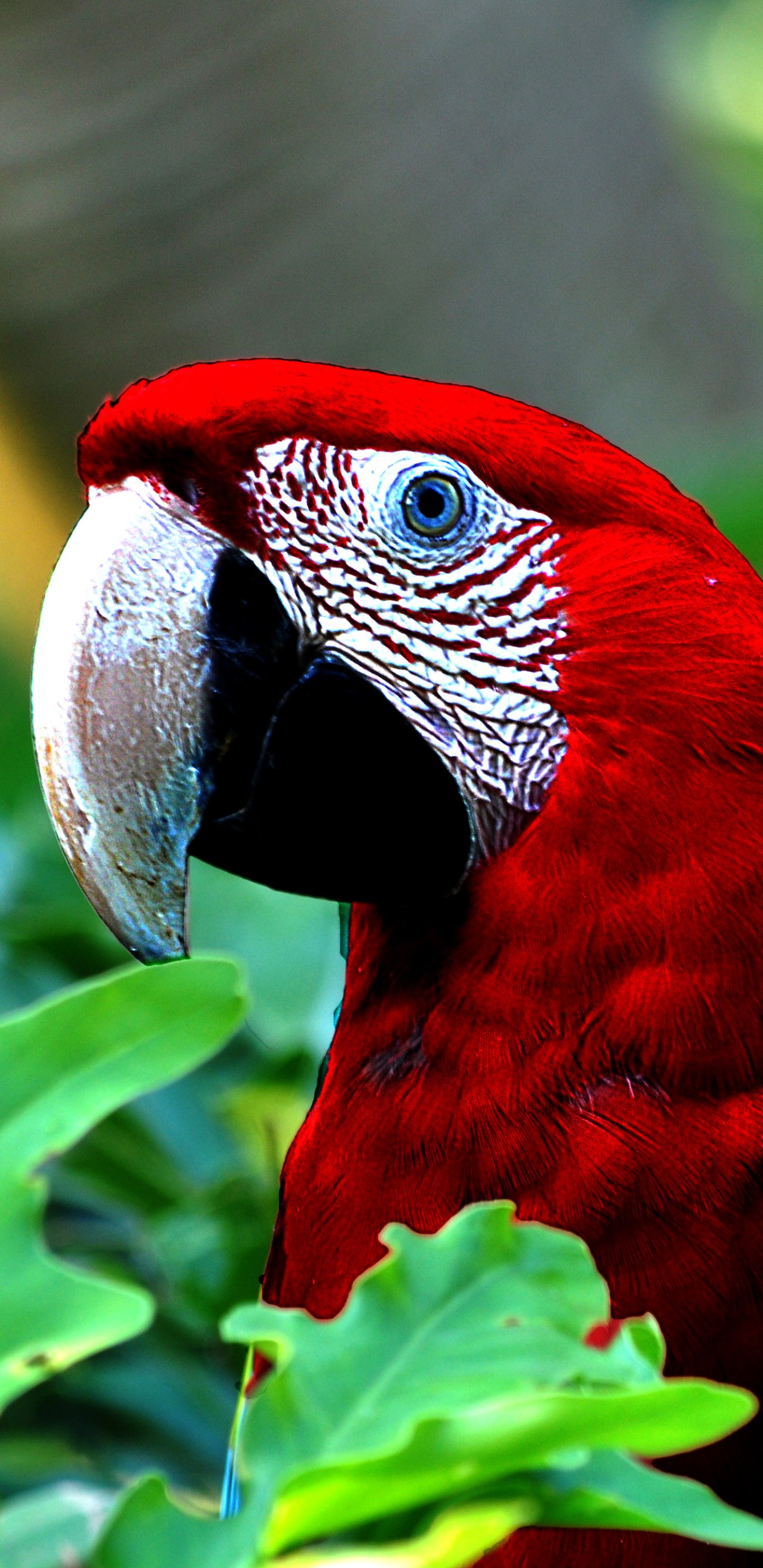 red-and-green-macaw-iphone-wallpapers