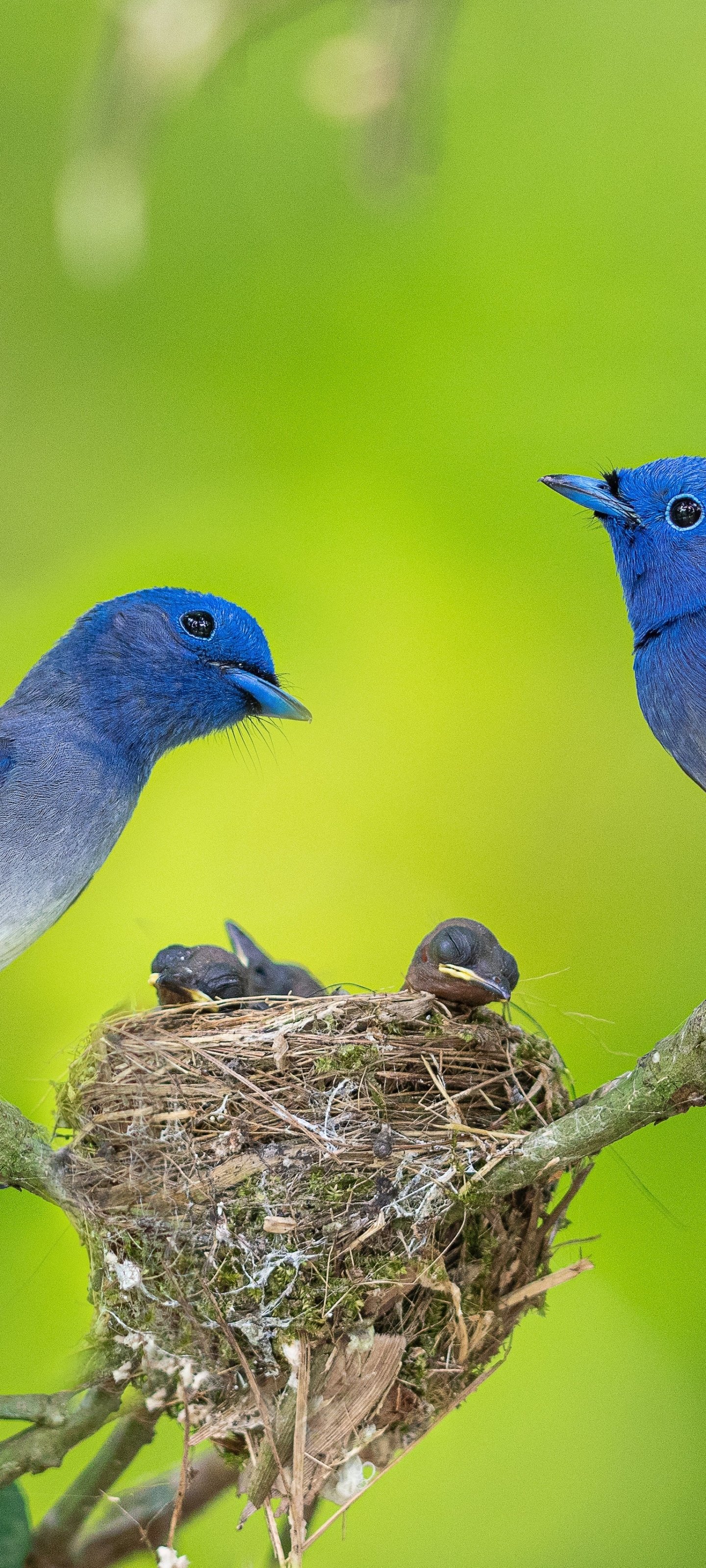 Black-Naped Monarch Phone Wallpapers