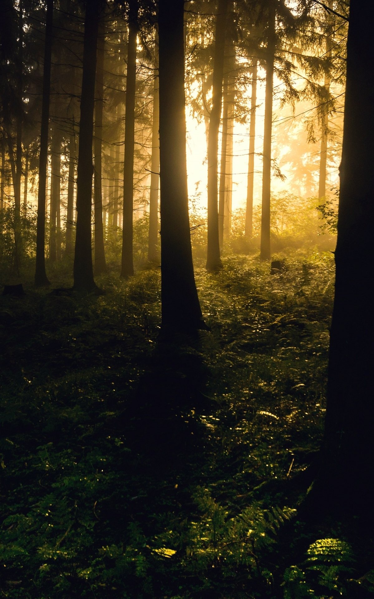 Download Nature Forest Phone Wallpaper