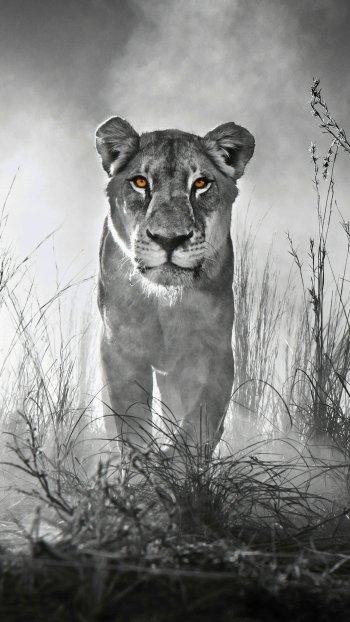Animal lion Phone Wallpaper