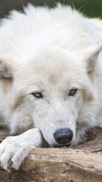 Animal wolf Phone Wallpaper