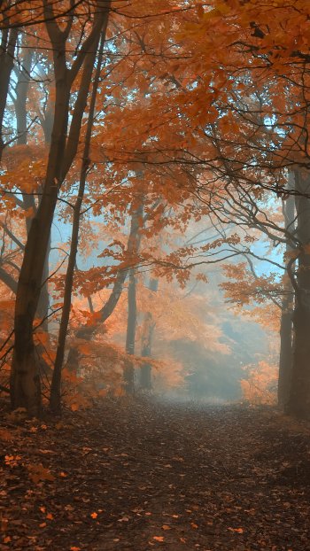  Misty Autumn Forest