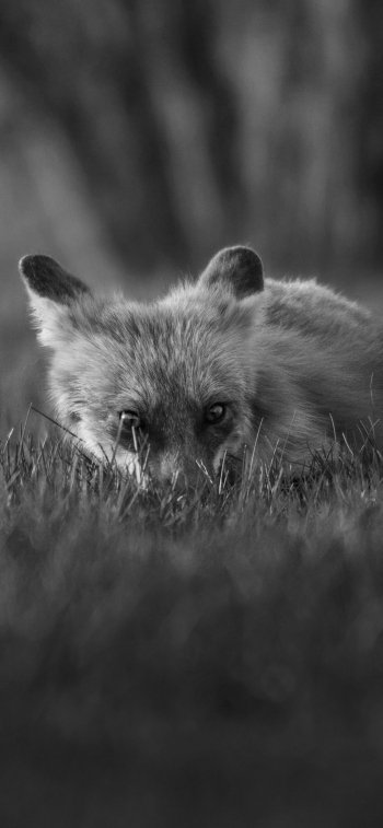 Animal fox Phone Wallpaper