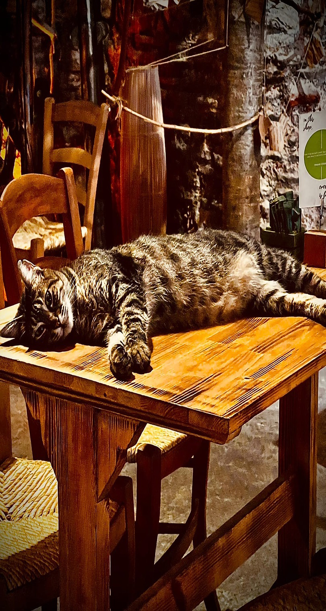 Cat lies on a table by MARST