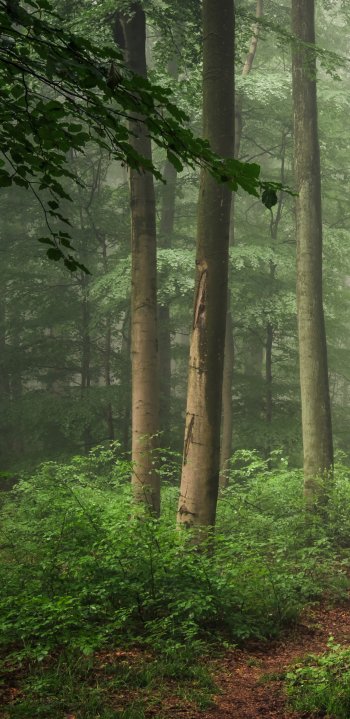 nature forest Phone Wallpaper